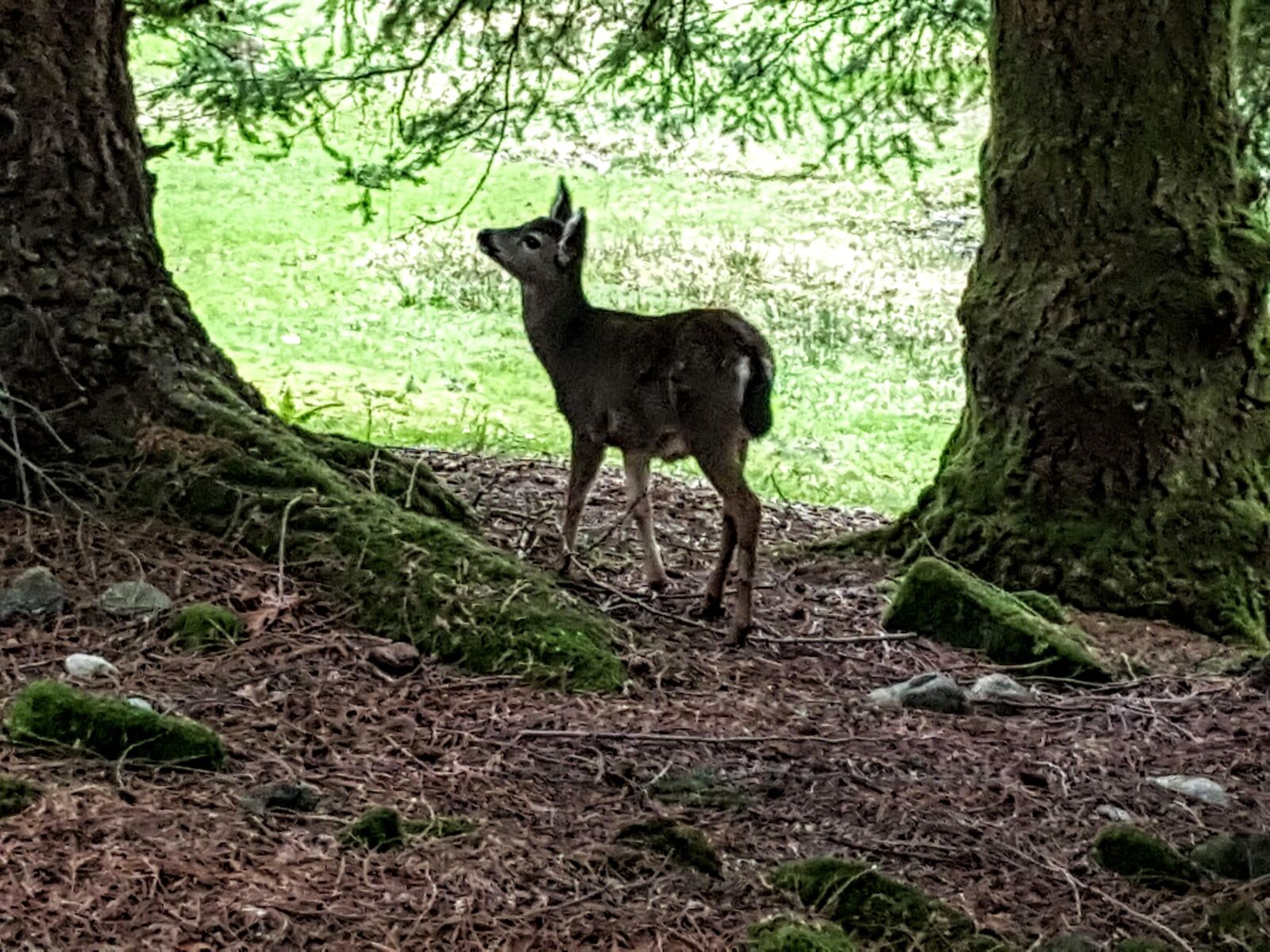 Samsung Galaxy Note5 sample photo. Baby, deer, forest photography