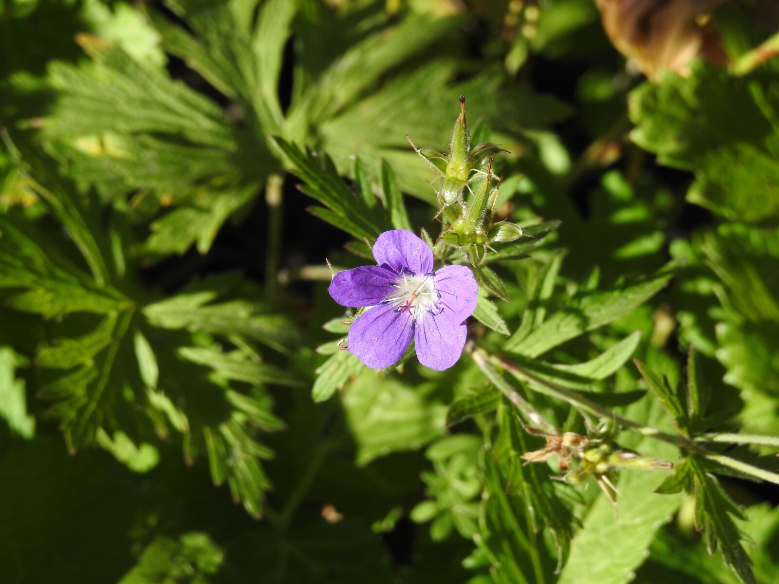 Nikon Coolpix P900 sample photo. Flower, violet, purple flower photography