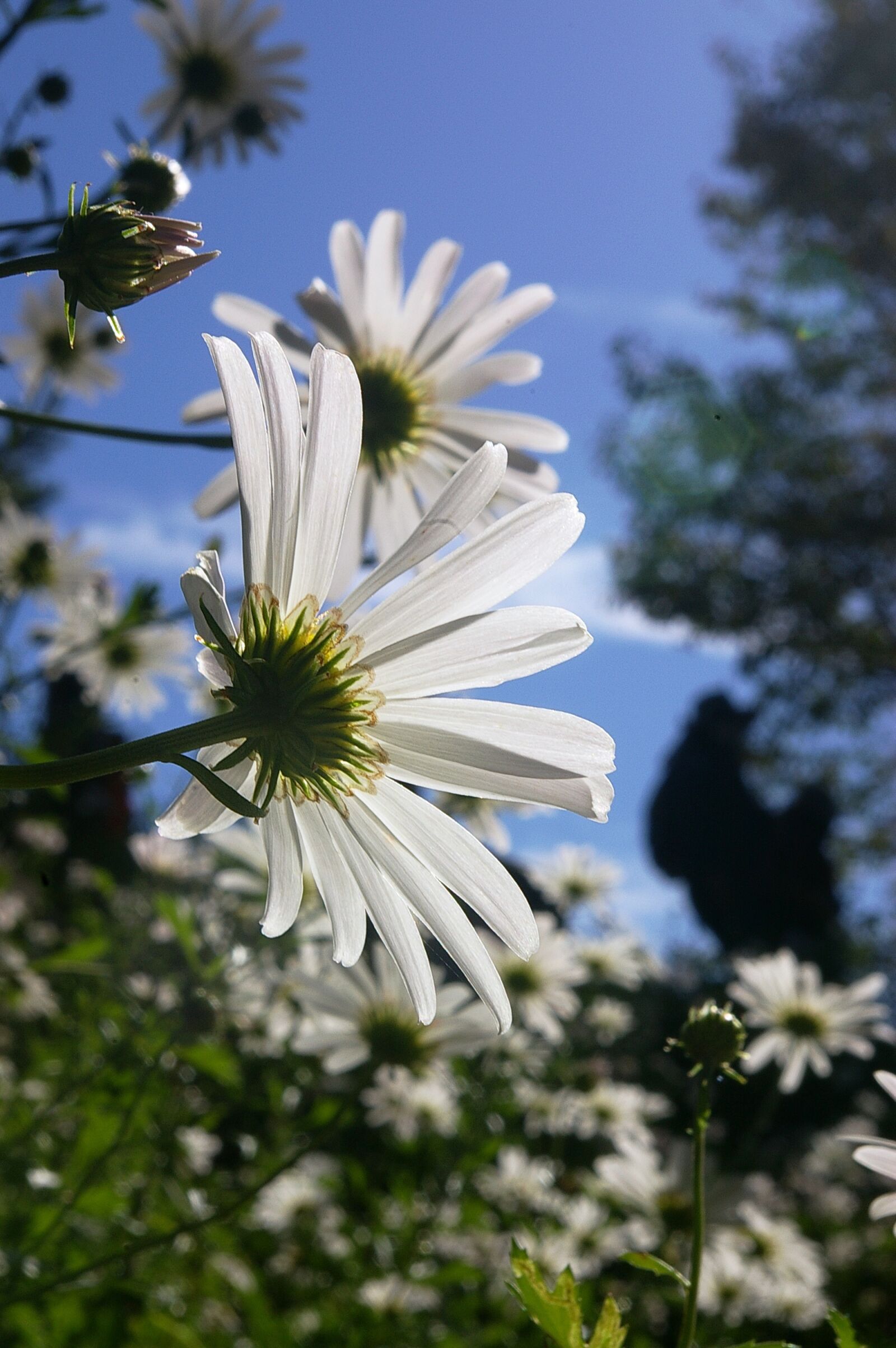 Pentax *ist DL sample photo. Autumn, korean daisy, white photography