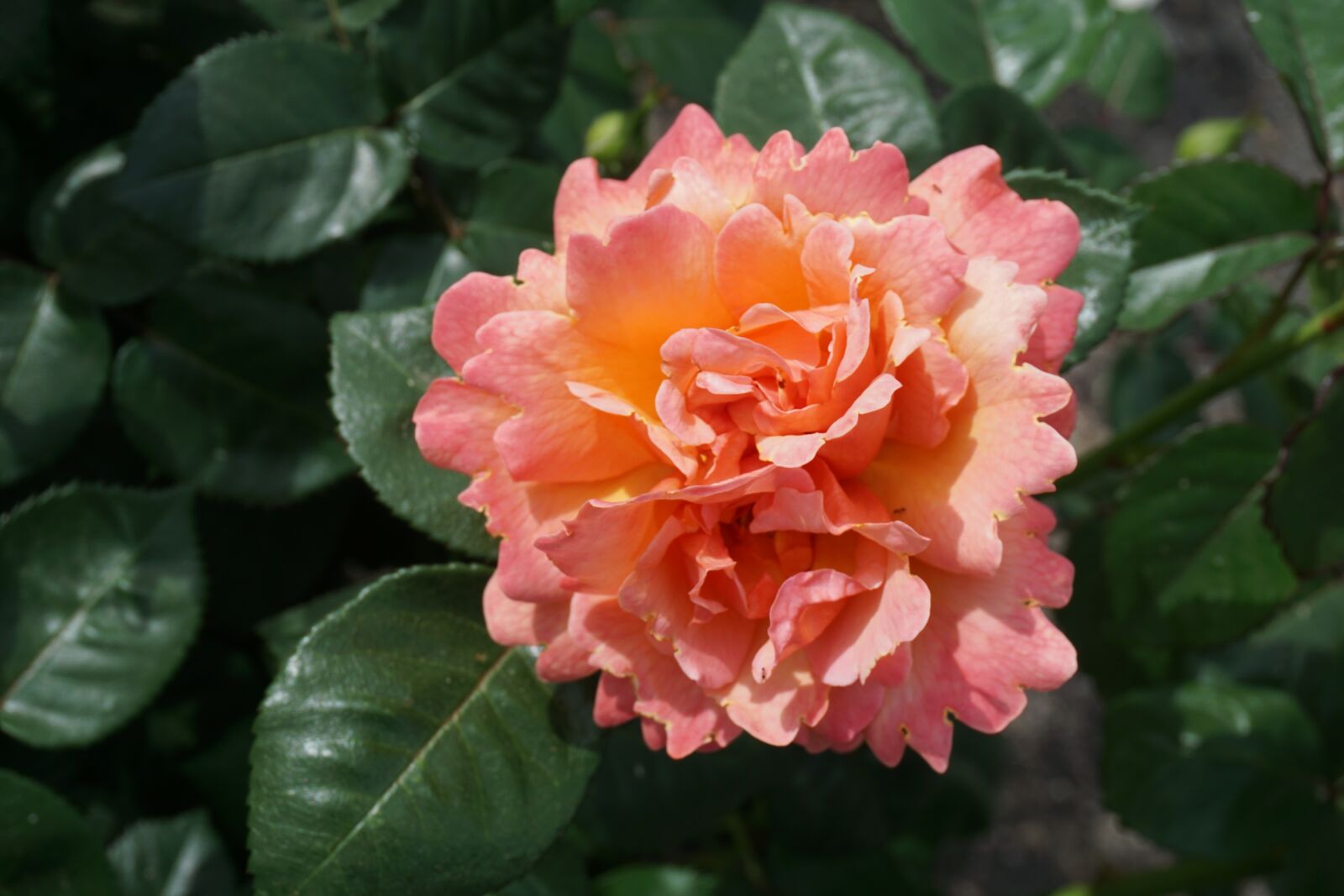 Sony a6000 sample photo. Rose, bloom, pink photography
