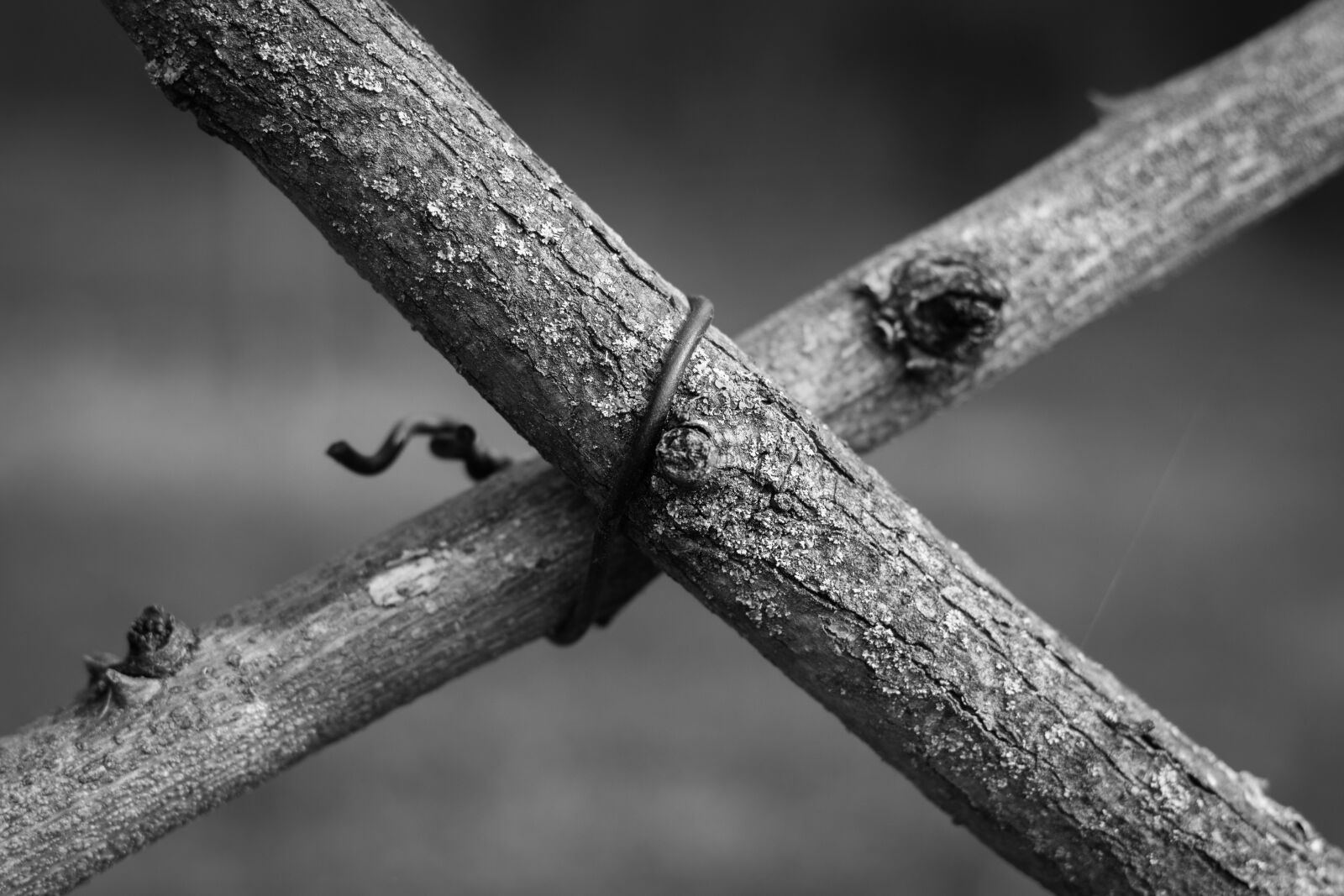 Canon EOS 700D (EOS Rebel T5i / EOS Kiss X7i) + Canon EF 50mm F1.8 STM sample photo. Branch, branches, wire photography