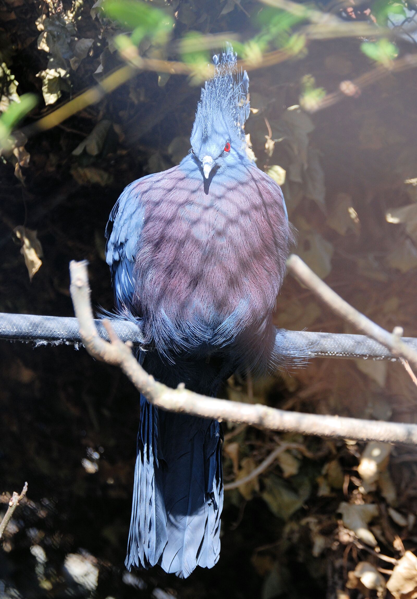 Nikon D80 sample photo. Crowned pigeon, goura, bird photography