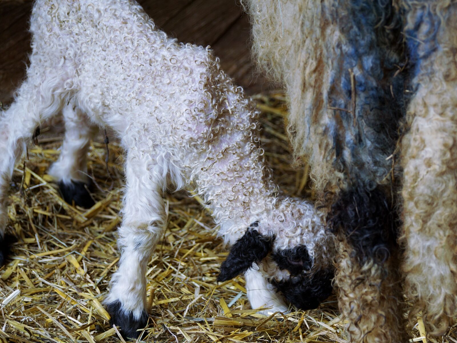 Sony DT 55-300mm F4.5-5.6 SAM sample photo. Black nosed sheep, sheep photography