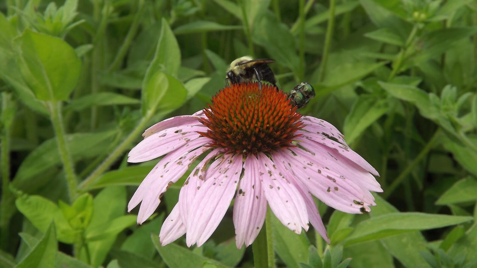 Fujifilm FinePix S3400 sample photo. Flora, flower, purple coneflower photography