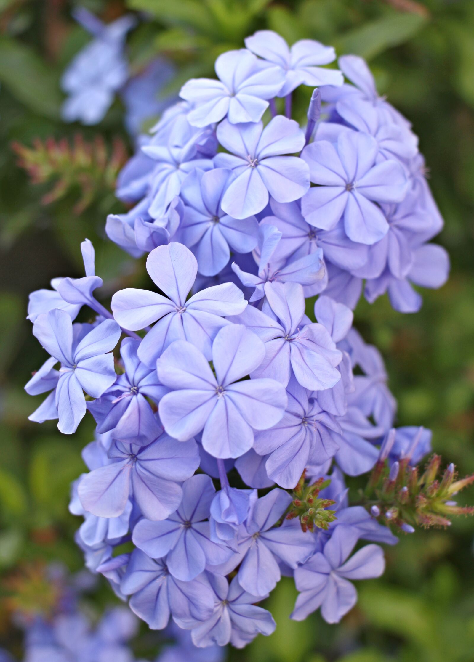 Canon EOS 7D sample photo. Flower, purple, purple flower photography