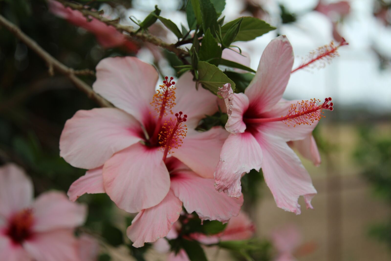 Canon EOS 700D (EOS Rebel T5i / EOS Kiss X7i) + Canon EF 24-105mm F4L IS USM sample photo. Flower, africa, hibiscus photography