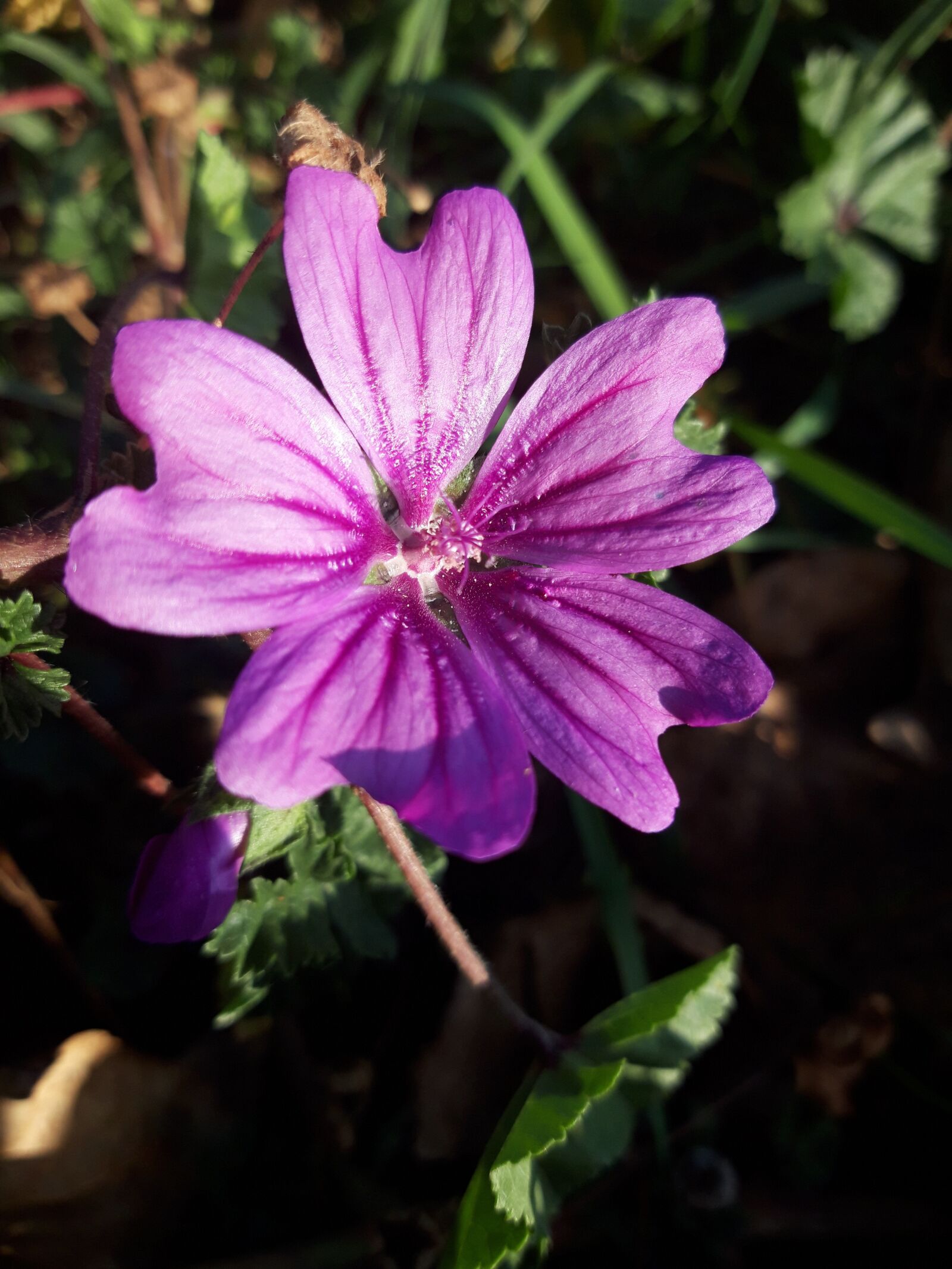 Samsung Galaxy A6 sample photo. Flower, nature, green photography