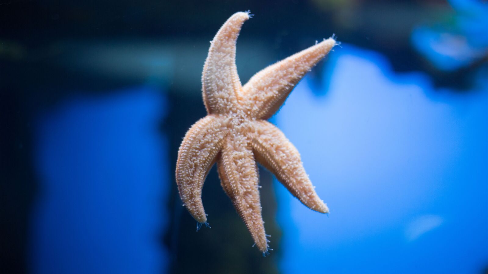 Canon EOS 5D Mark III sample photo. Starfish, moscow, aquarium photography