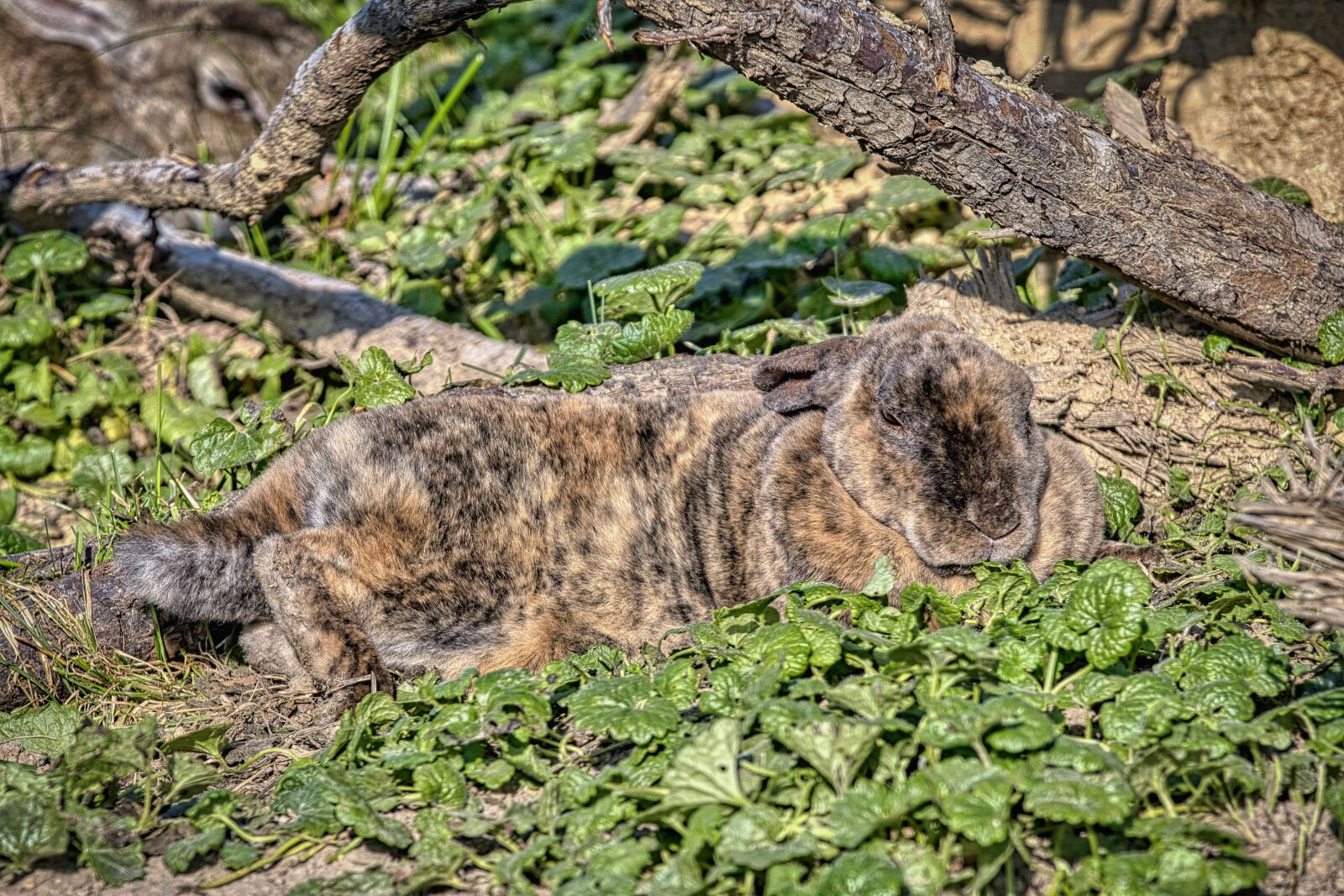 Nikon D7500 sample photo. Rabbit, hare, wild animal photography