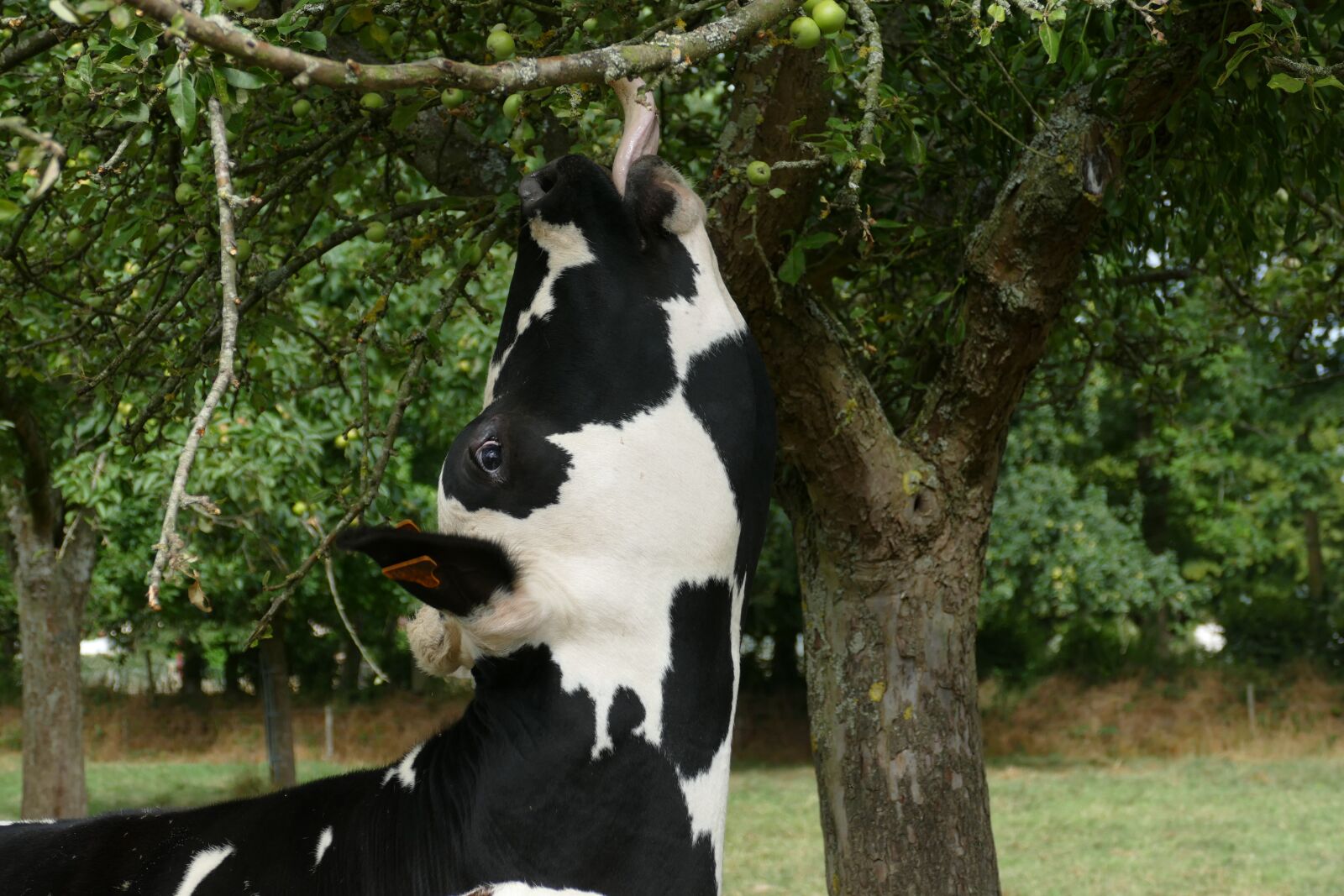 Panasonic Lumix DMC-FZ1000 sample photo. Cow, mammal, cattle photography