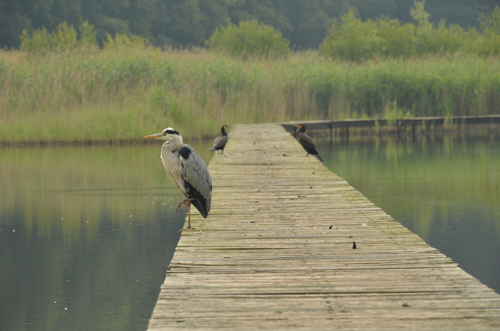 Nikon D7000 sample photo. Bird, heron, water photography