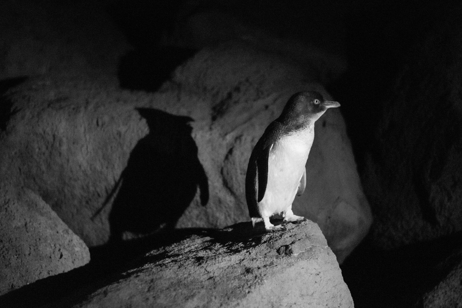 Nikon D3400 sample photo. Bird, animal, beach photography