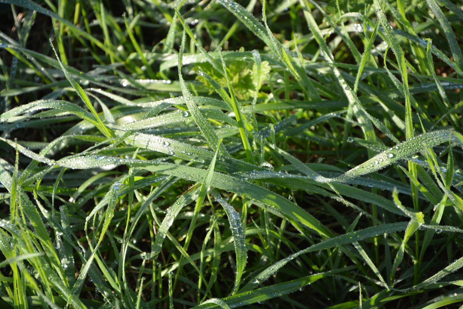 Nikon D5200 sample photo. Grass, grass high, droplets photography