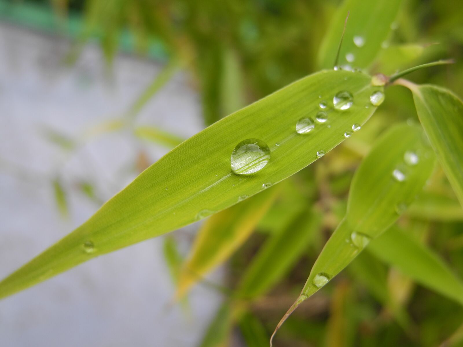 Nikon Coolpix P7000 sample photo. Plant, green leaves, drops photography
