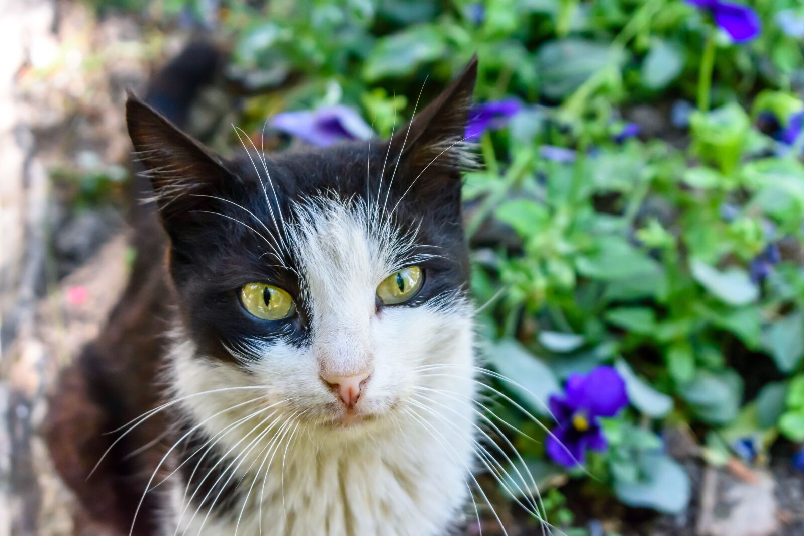 Nikon D3400 sample photo. Stray, cat, israel photography