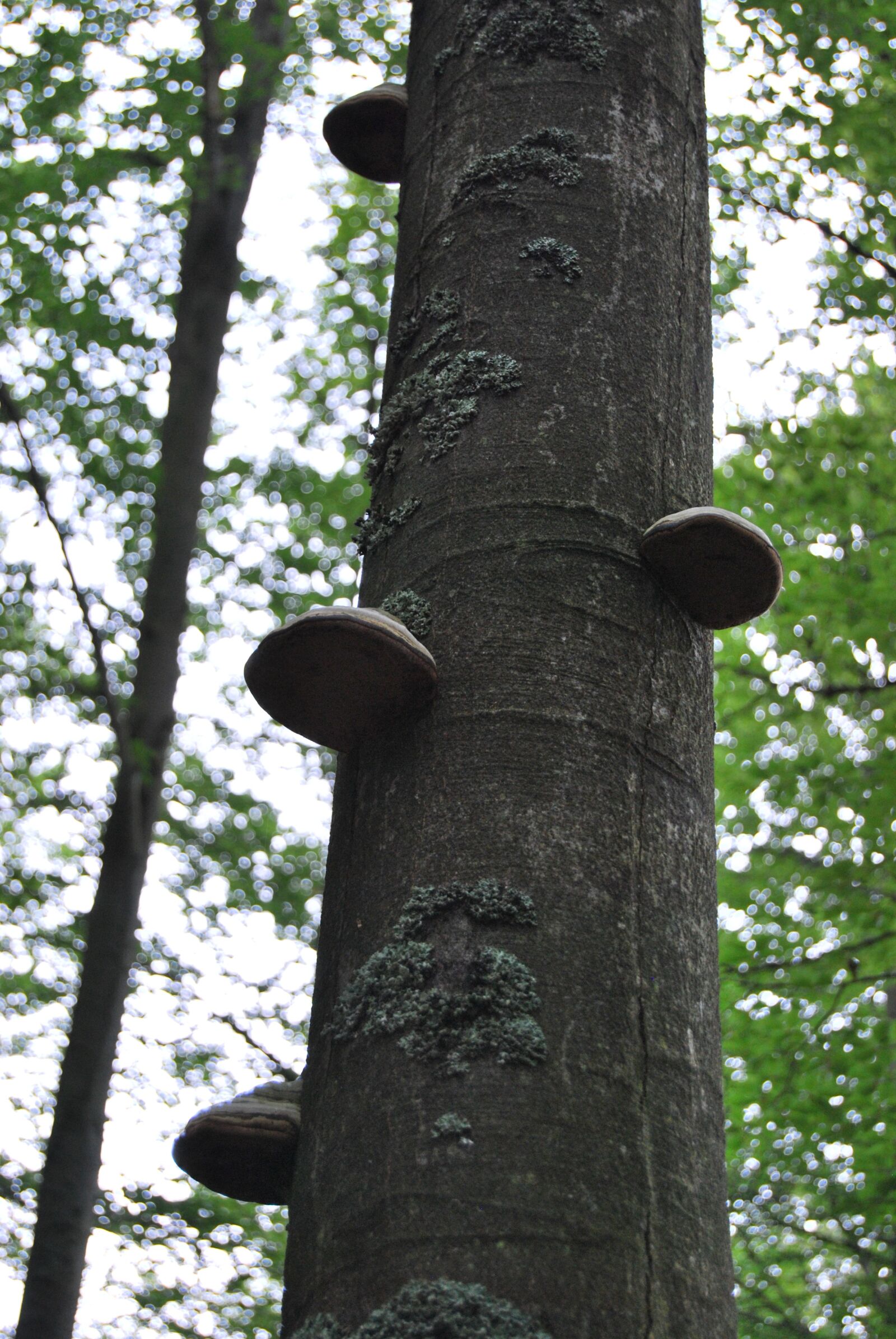 Nikon D60 sample photo. Tree, forest, hub photography