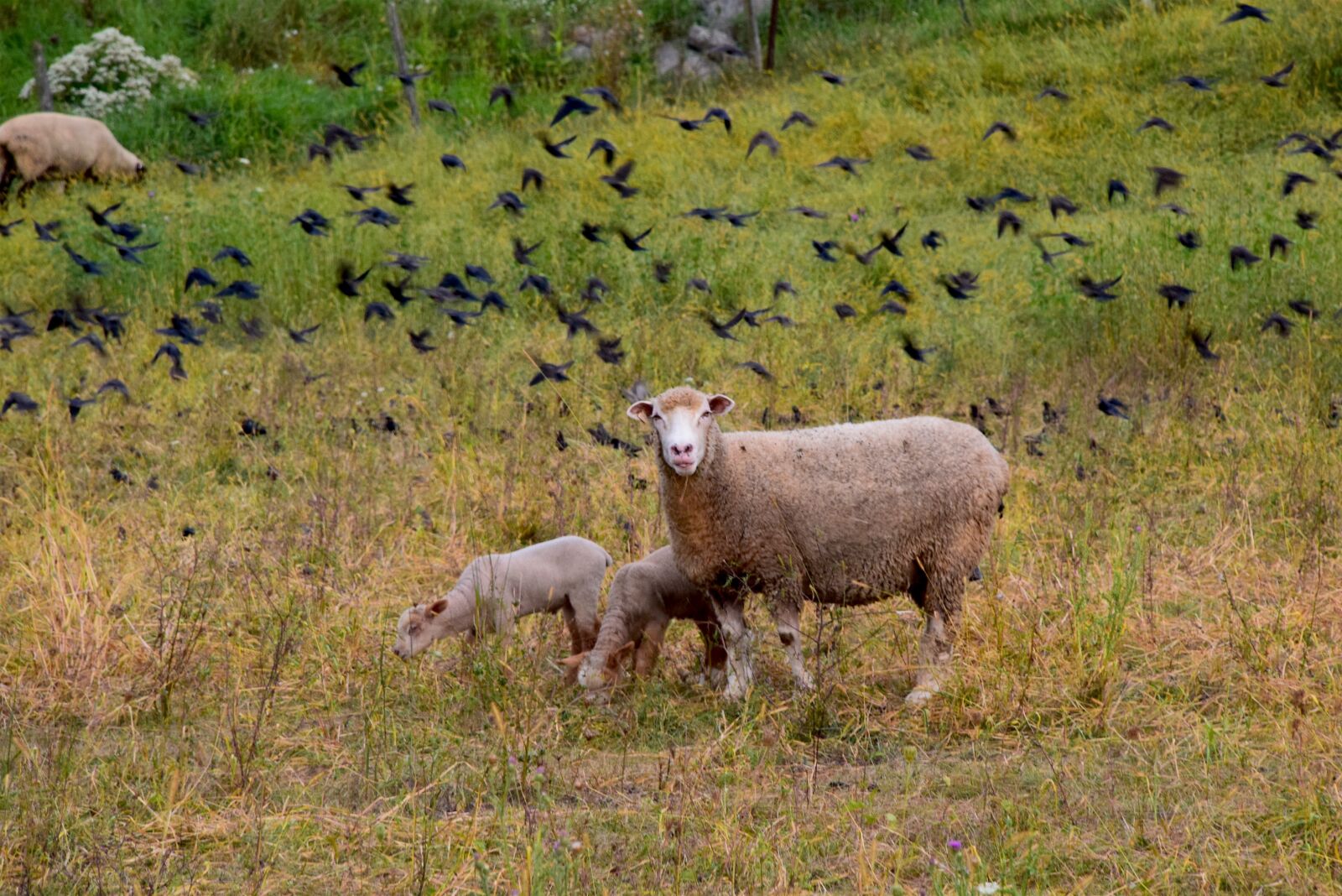 Nikon D3300 sample photo. Sheep, lamb, ewe photography