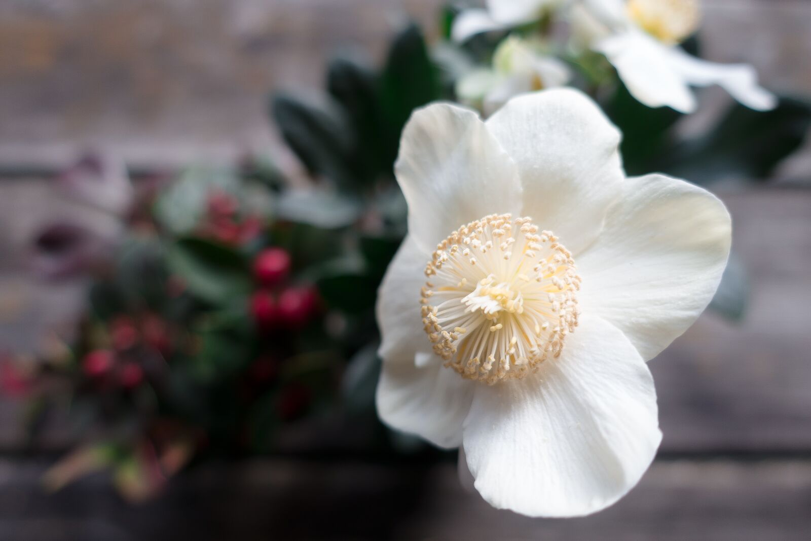 Sony Cyber-shot DSC-RX100 III sample photo. Christmas rose, flower, white photography