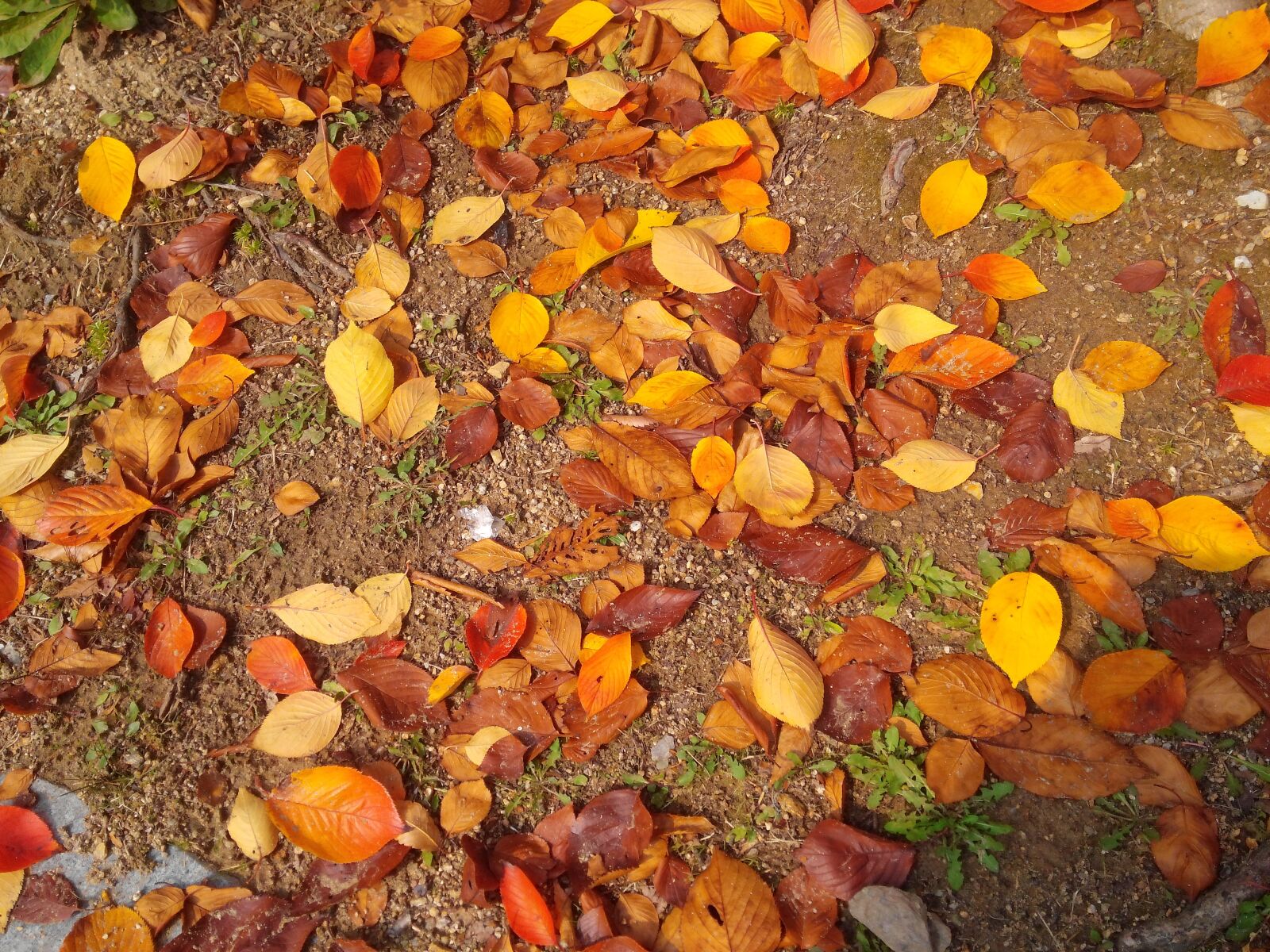 LG OPTIMUS G PRO sample photo. Autumn, autumn leaves, leaves photography