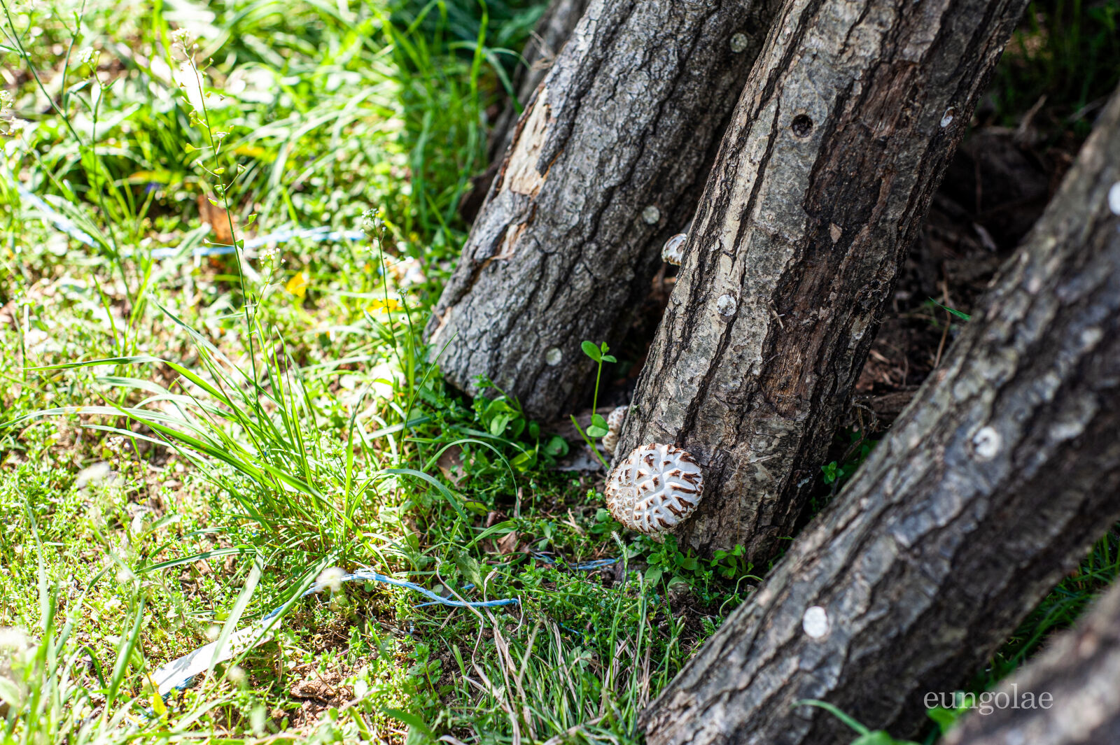 Nikon D700 sample photo