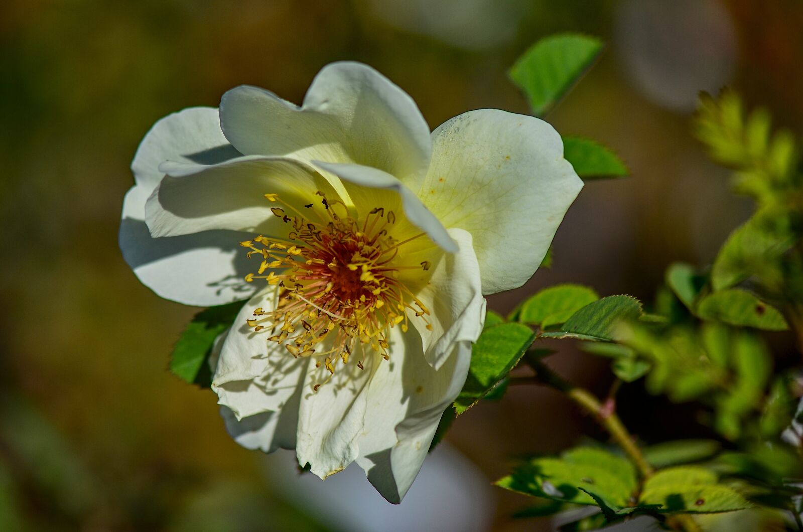 Nikon D7000 sample photo. Wild rose, nature, roses photography