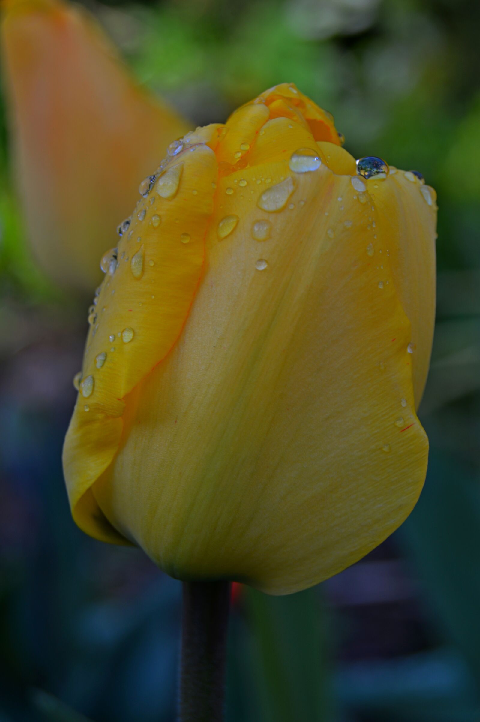 Nikon D3200 sample photo. Flower, tulip, yellow photography