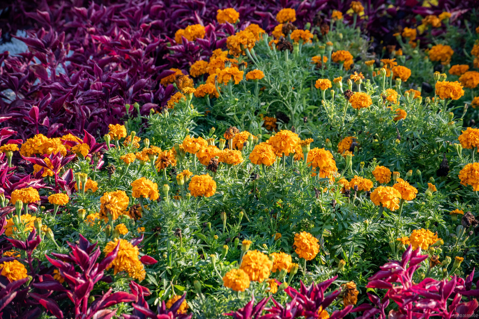 Nikon D750 sample photo
