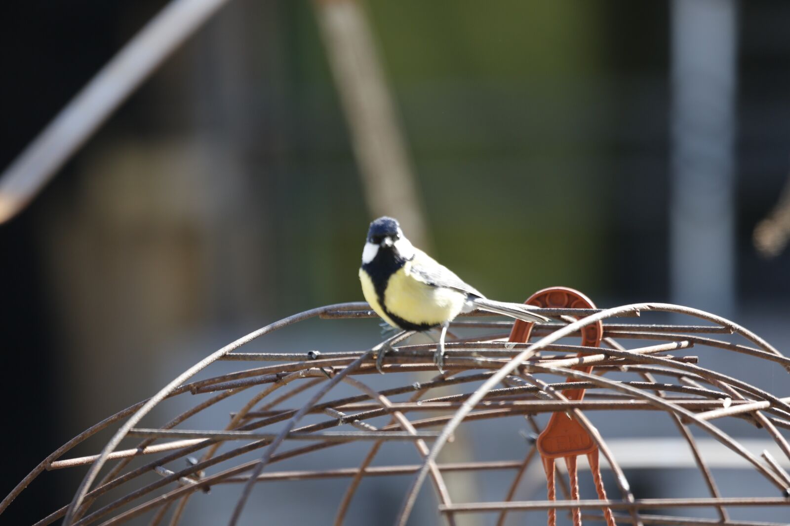 Canon EF 100-400mm F4.5-5.6L IS USM sample photo. Tit, bird, blue tit photography