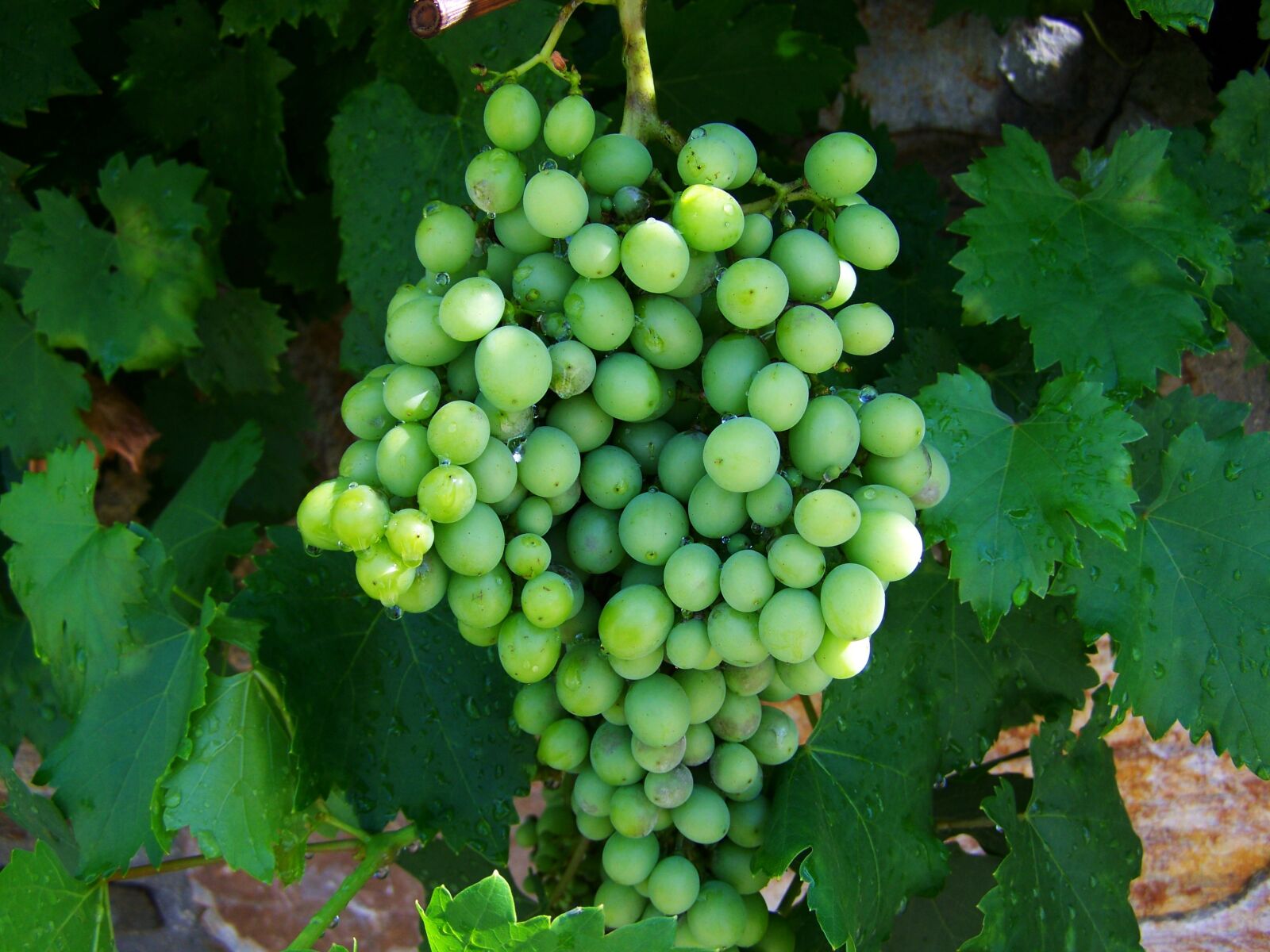 Kodak EASYSHARE ZD710 ZOOM DIGITAL CAMERA sample photo. Bunch of grapes, green photography