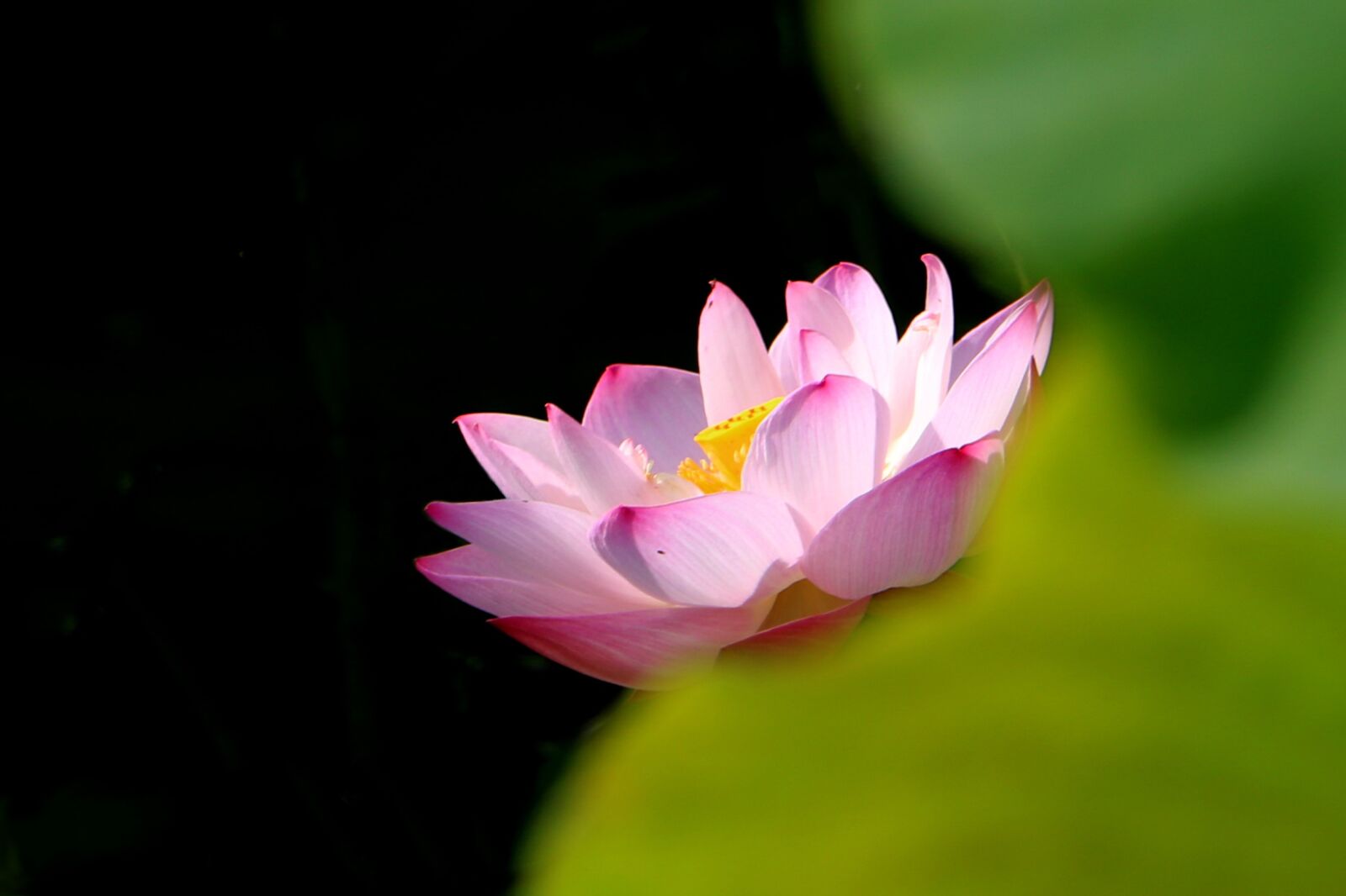 Canon EOS 750D (EOS Rebel T6i / EOS Kiss X8i) sample photo. China, flower, lotus photography