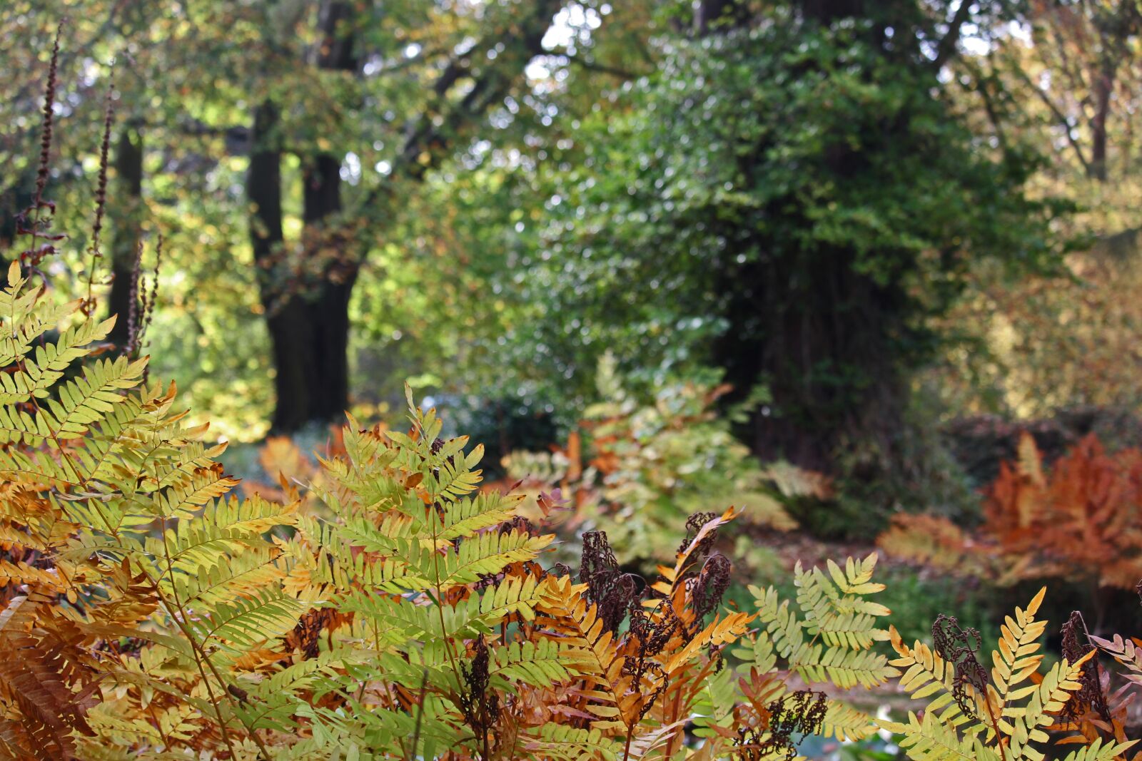 Canon EF-S 55-250mm F4-5.6 IS STM sample photo. Arboretum, autumn, park photography