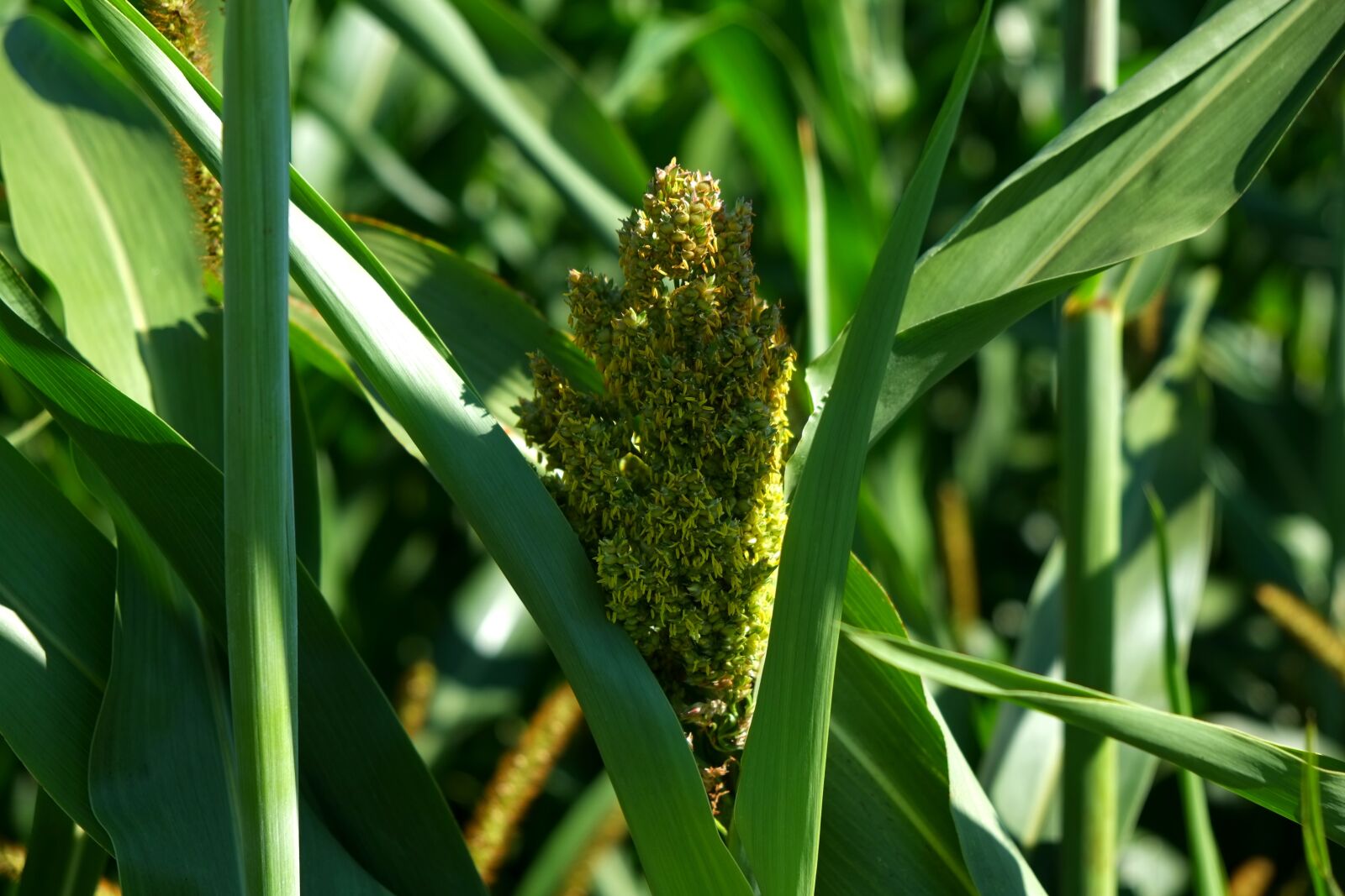 Fujifilm X-E1 sample photo. Corn, mais dolden, vegetables photography
