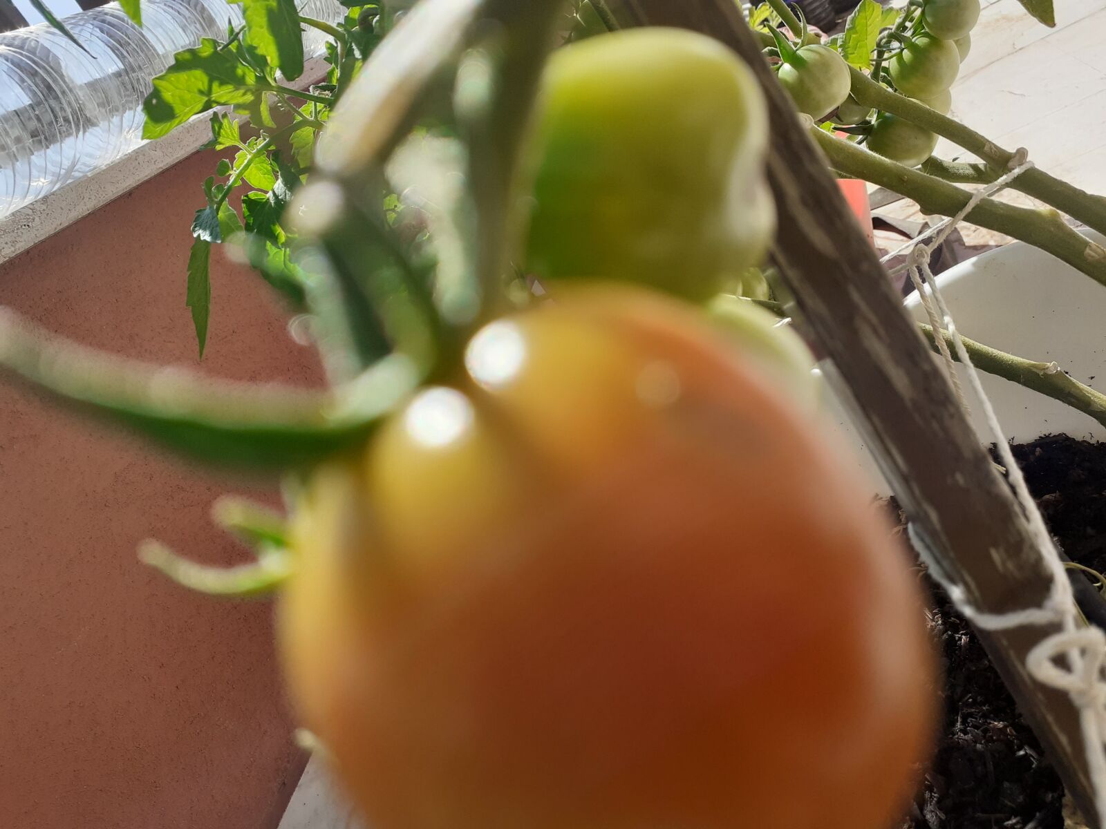 Samsung SM-A202F sample photo. Tomates, tomatoes, agriculture photography