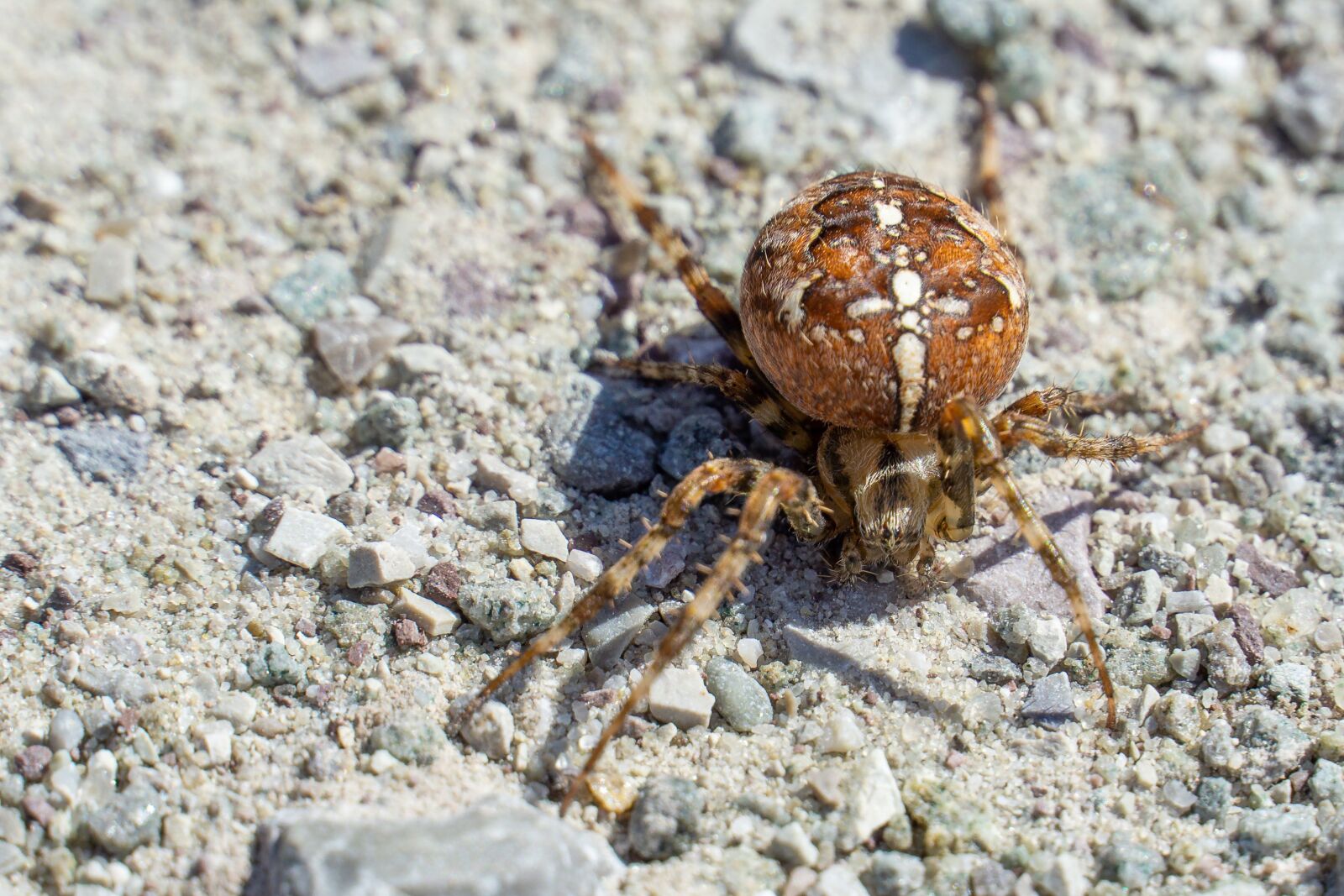 Sony a6000 sample photo. Spider, animal, nature photography