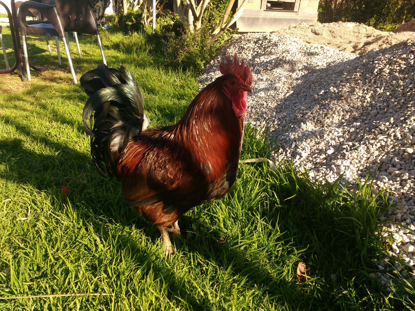 Motorola MotoG3 sample photo. Cockerel, beautiful cockerel, nature photography