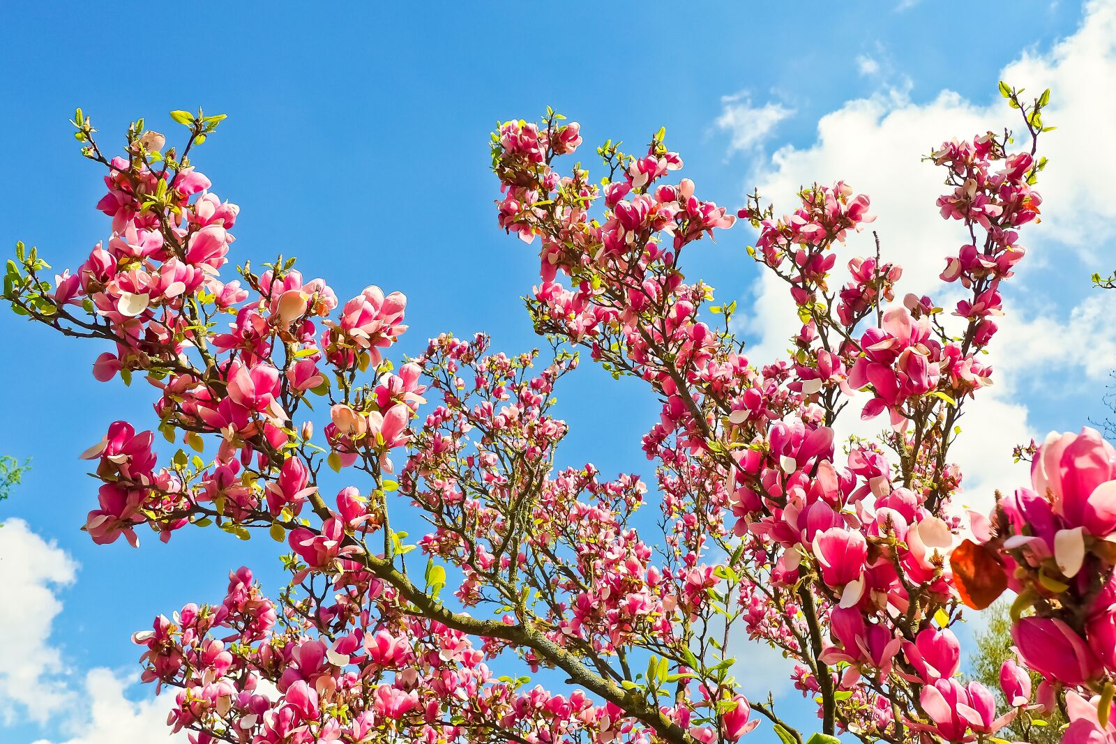 Olympus OM-D E-M10 sample photo. Magnolia, tree, flowers photography
