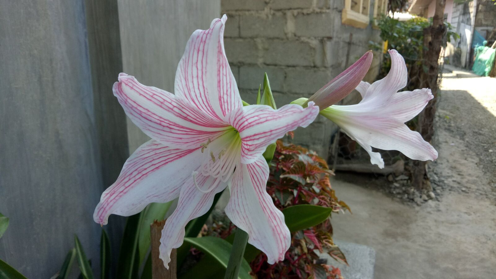 OPPO A1601 sample photo. Flowers, lily, plant photography