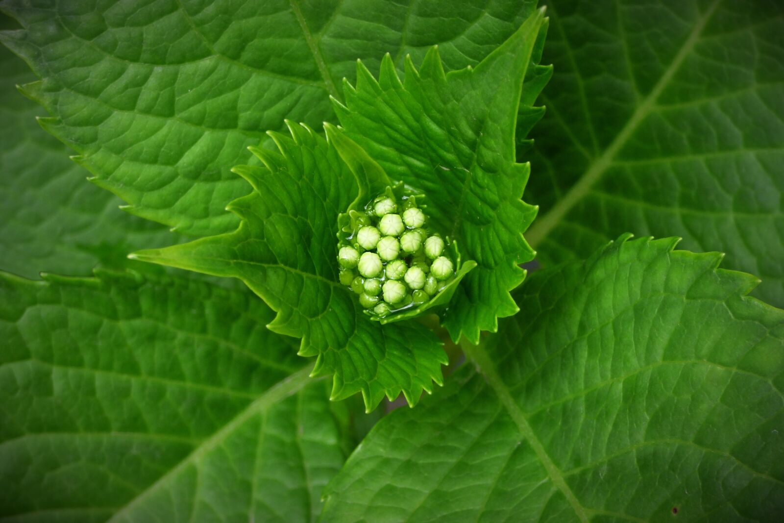 Panasonic Lumix DMC-FZ70 sample photo. Plant, green, seeds photography