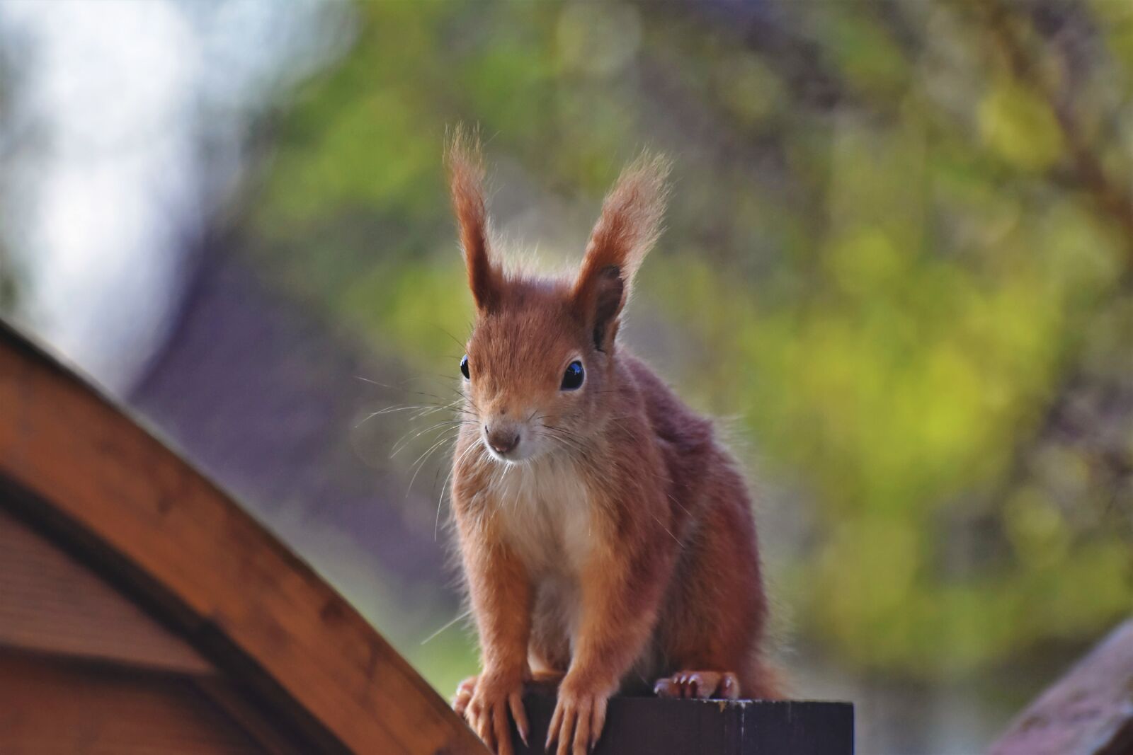 Nikon D7200 sample photo. Squirrel, verifiable kitten, rodent photography