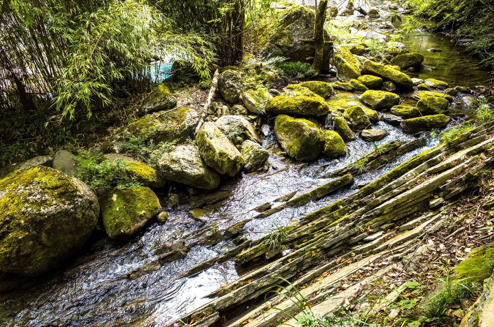 Ricoh GR sample photo. Creek, moss, fall photography