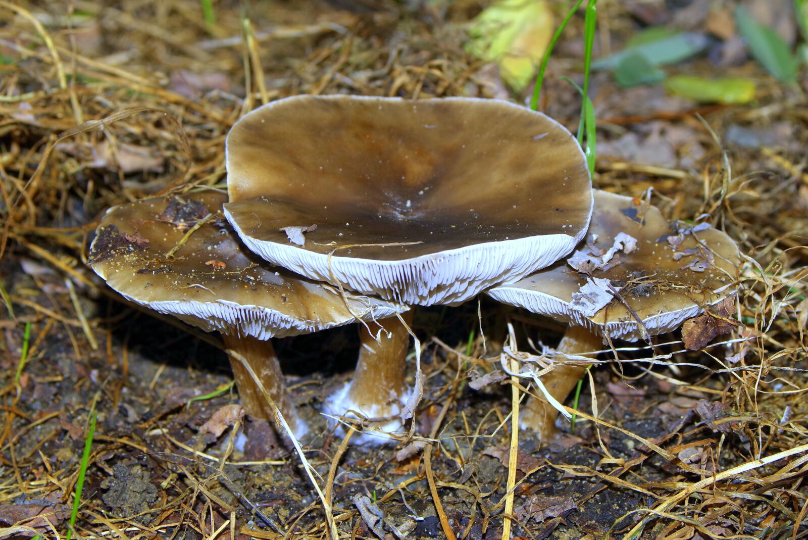 Pentax K-S2 sample photo. Mushrooms, brown, forest photography