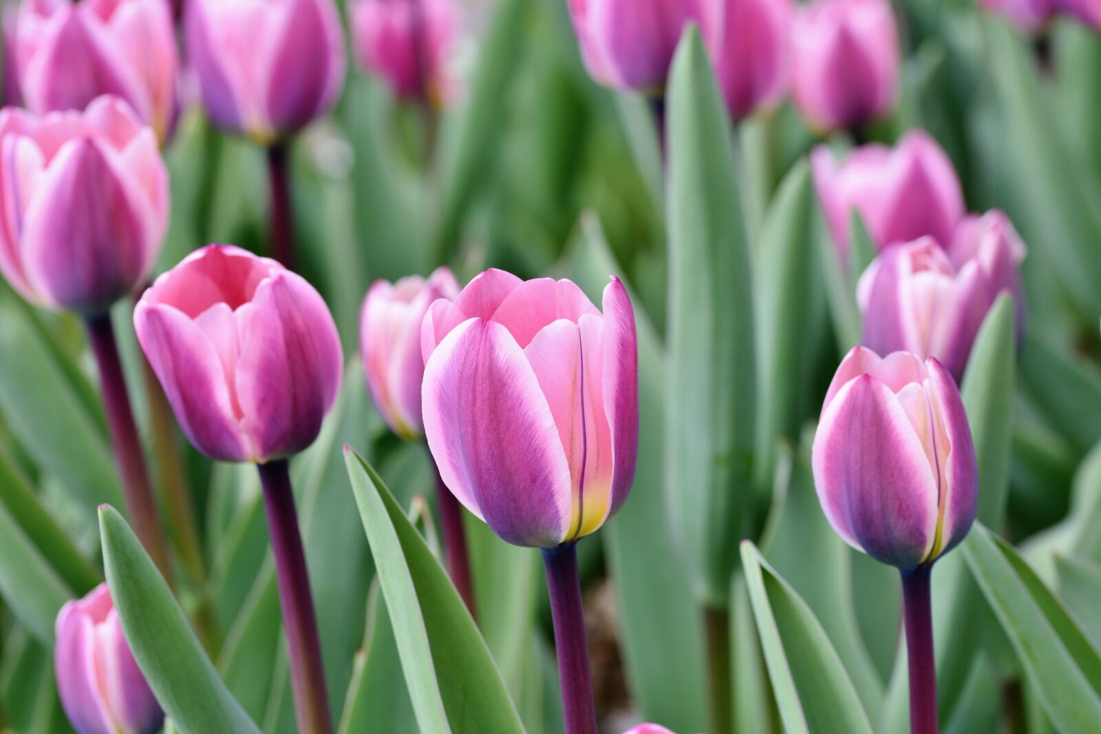 Nikon D7200 sample photo. Tulip, tulip field, blossom photography