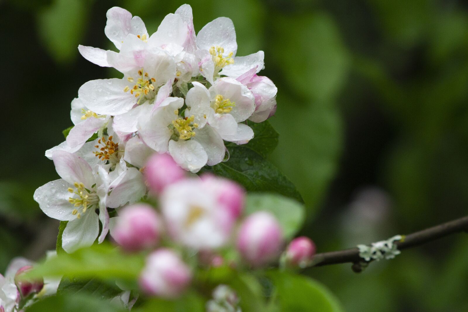 Canon EOS 1100D (EOS Rebel T3 / EOS Kiss X50) + Canon EF75-300mm f/4-5.6 sample photo. Apple blossom, spring, raindrops photography