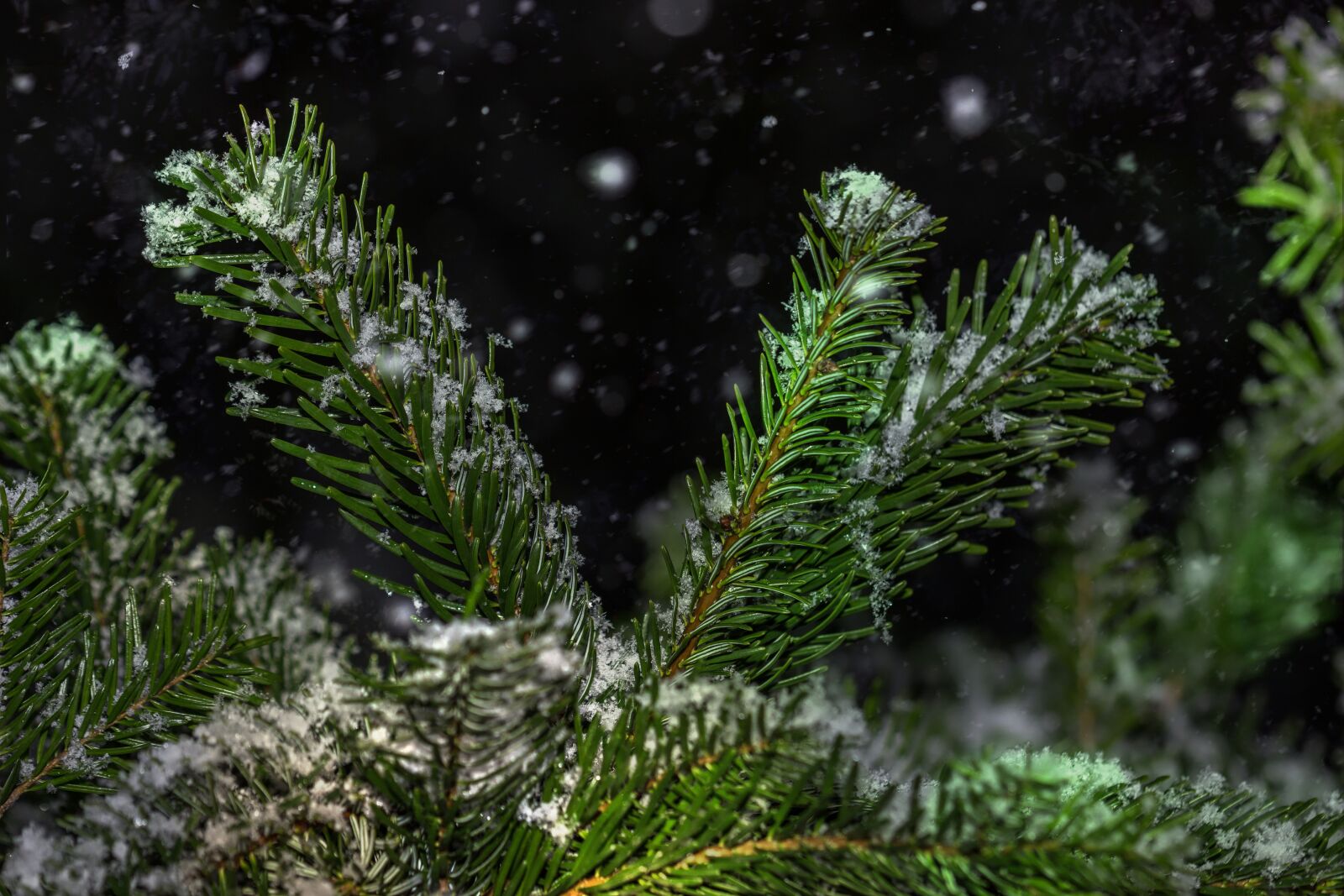 Canon EOS 600D (Rebel EOS T3i / EOS Kiss X5) sample photo. Snow, winter, fir tree photography