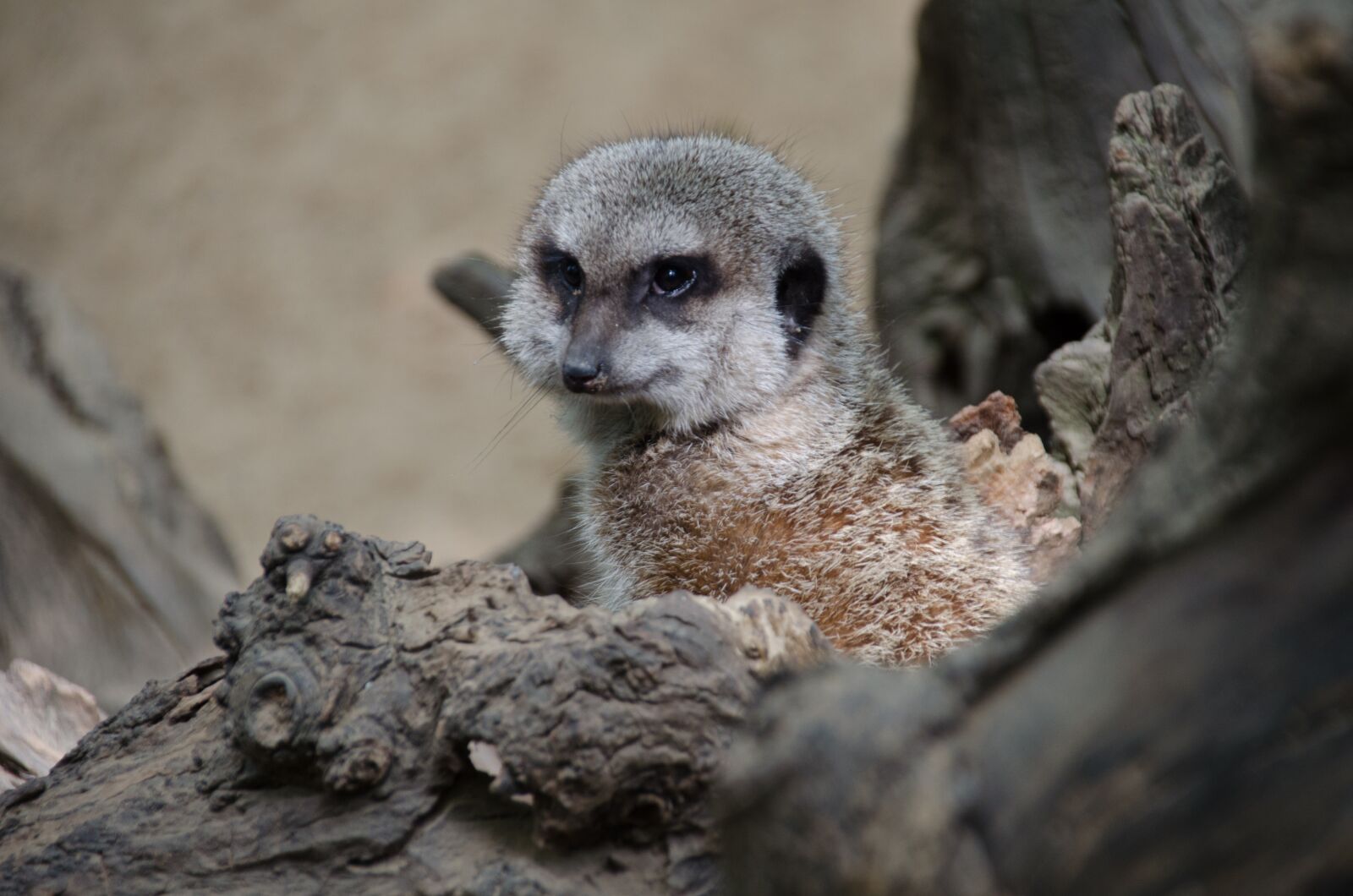 Nikon D5100 sample photo. Meerkat, zoo, animals photography