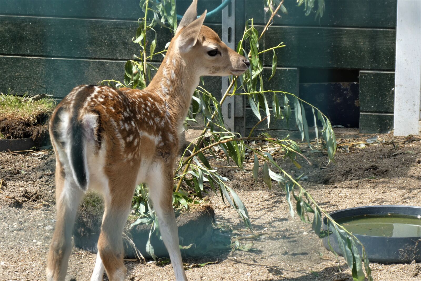 Panasonic Lumix DC-ZS70 (Lumix DC-TZ90) sample photo. Damhertje, a young deer photography