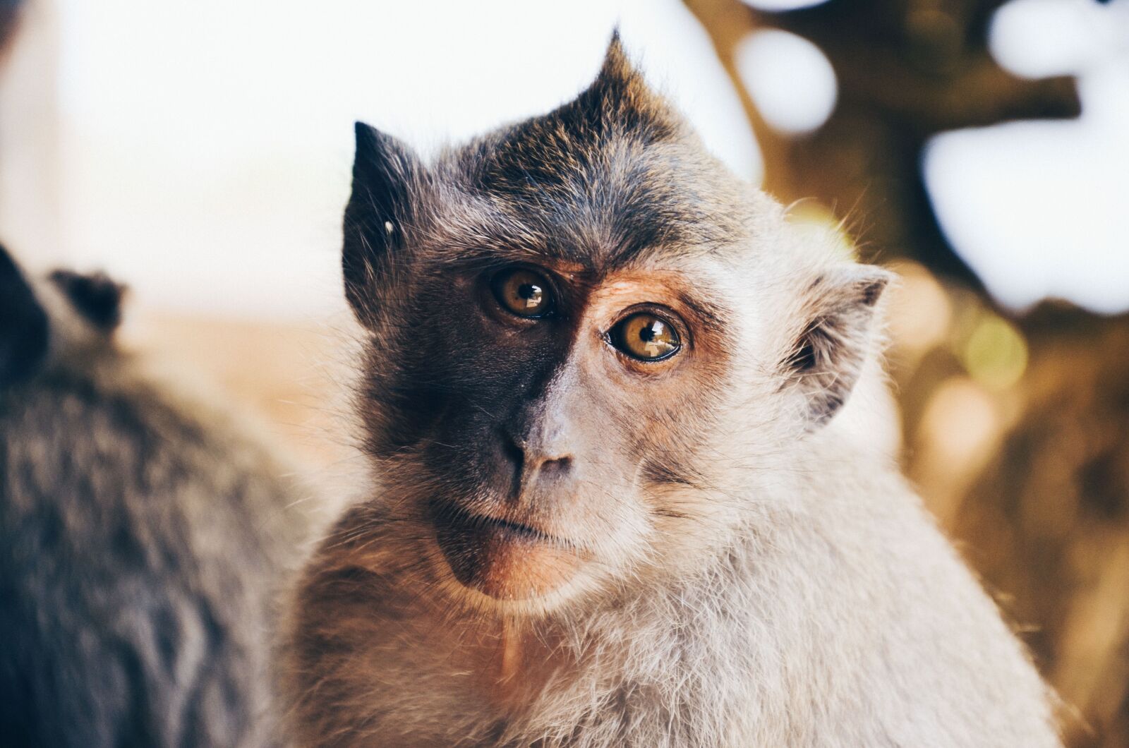 Nikon D5100 sample photo. Animal, close-up, cute photography