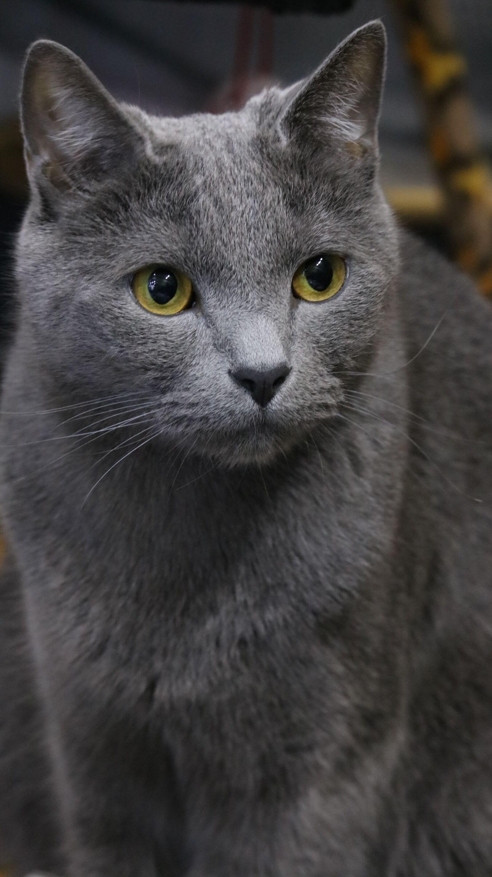 Canon EOS 750D (EOS Rebel T6i / EOS Kiss X8i) sample photo. Animal, mammals, portraits photography