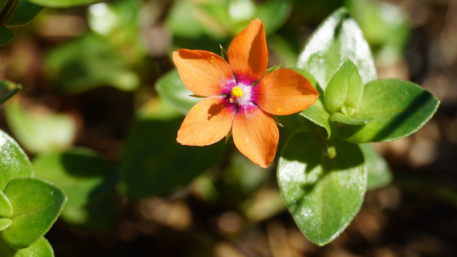 Sony a6300 sample photo. Orange, nature, flower photography