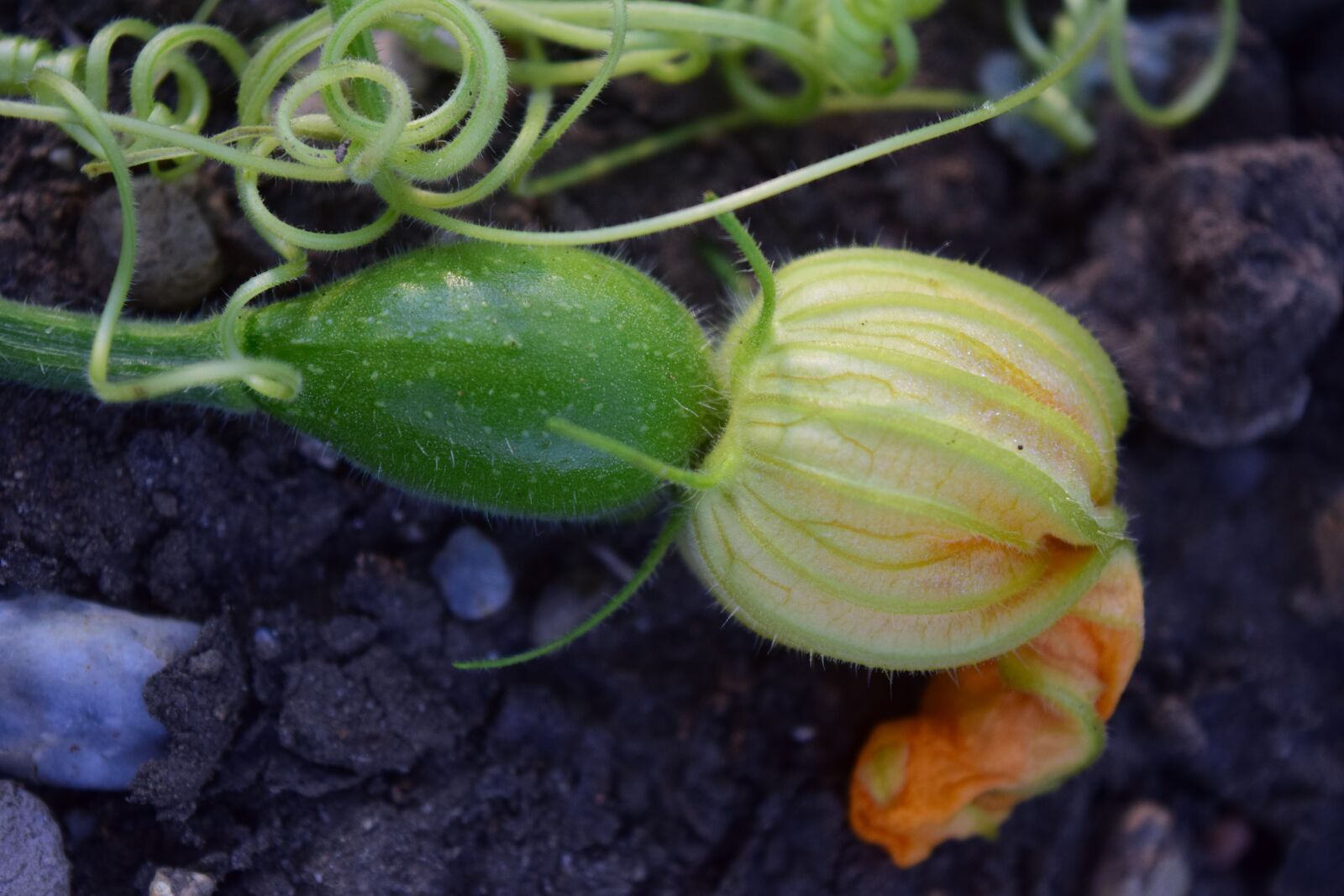 Nikon D3300 sample photo. Zucchini, close up, autumn photography